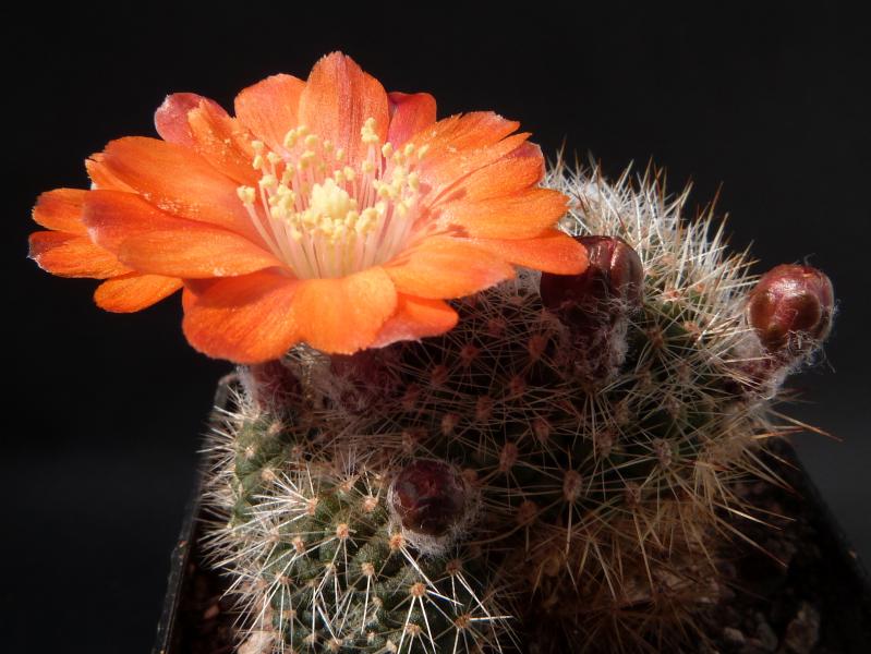 Flowers of mother plant