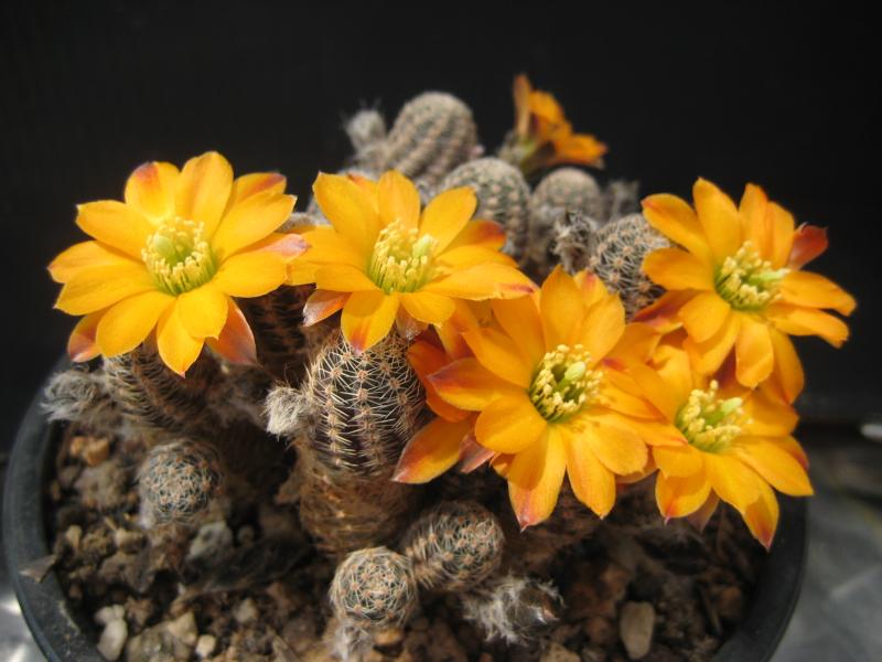 Mother plant