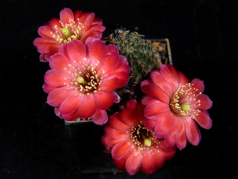 Mother plant