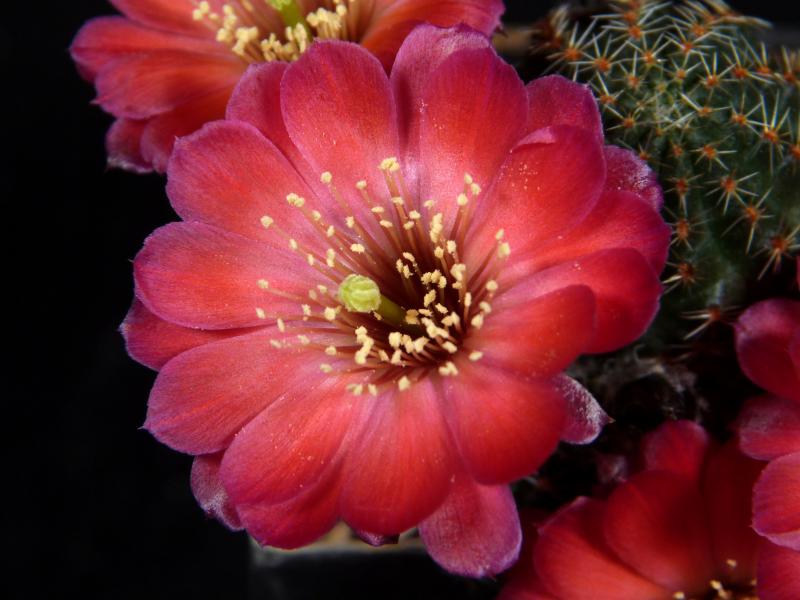 Rebutia gavazzii R493 (seeds)