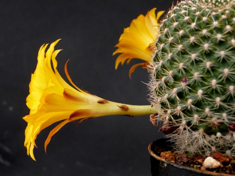 Flower of mother plant