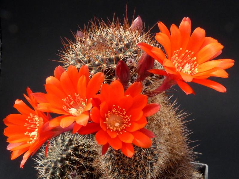 Flowers of mother plant