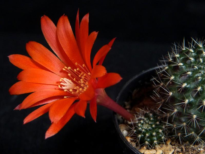 Flower of mother plant
