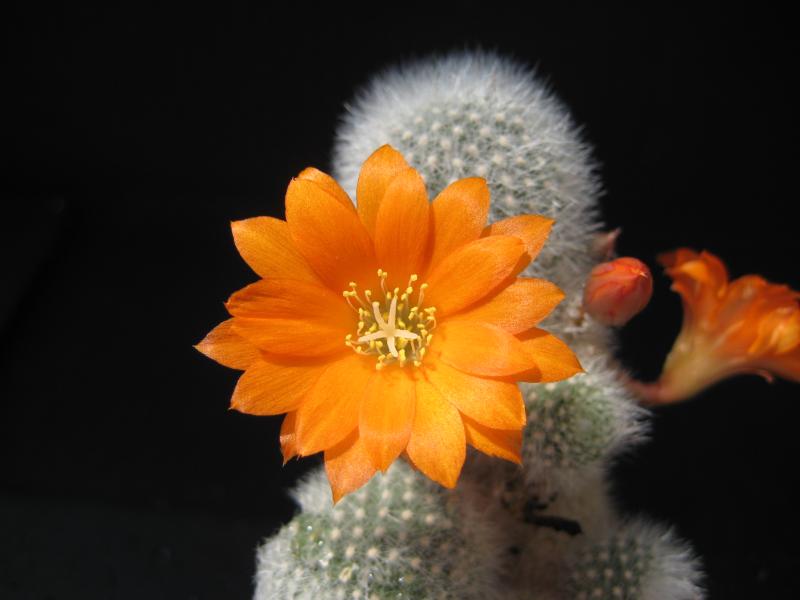Mother plant