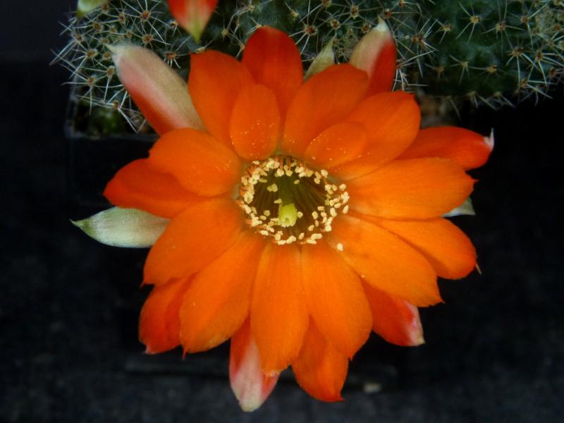 Mother plant with flowers