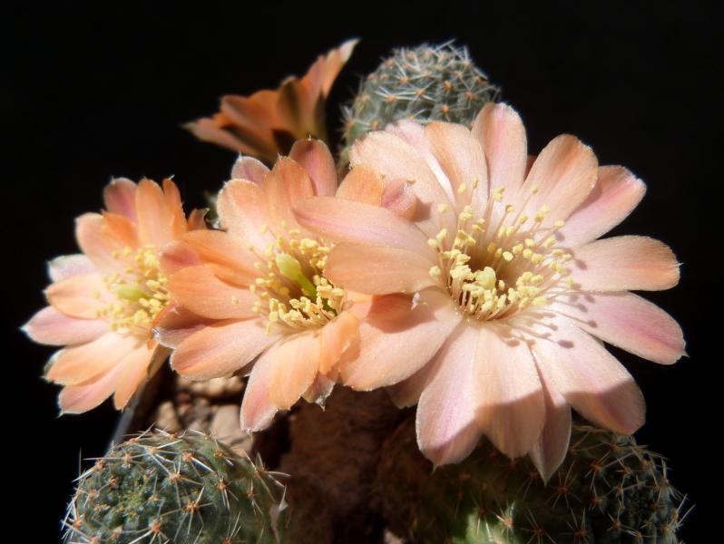 Mother plant