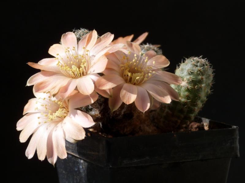 Mother plant