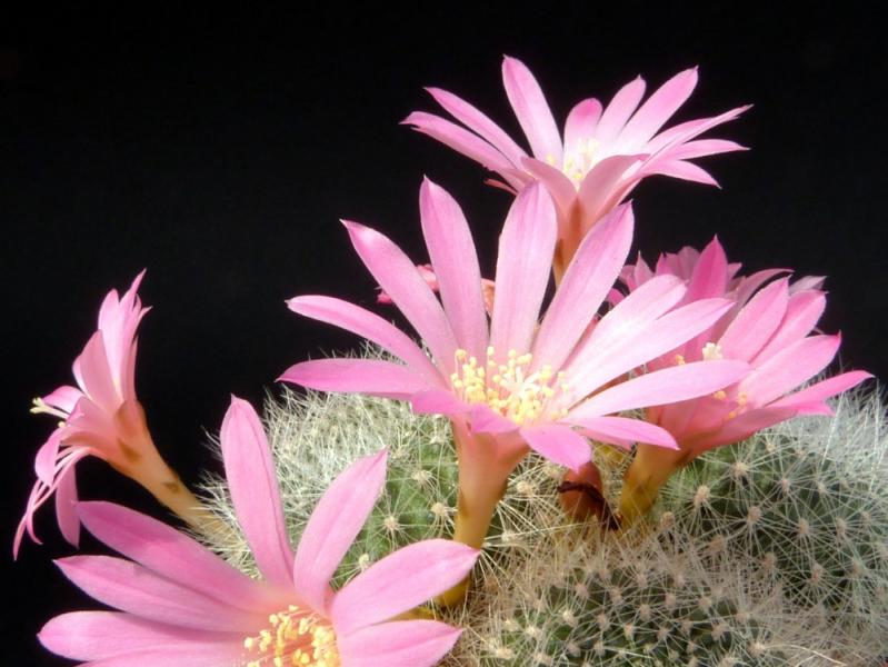 Flower of mother plant