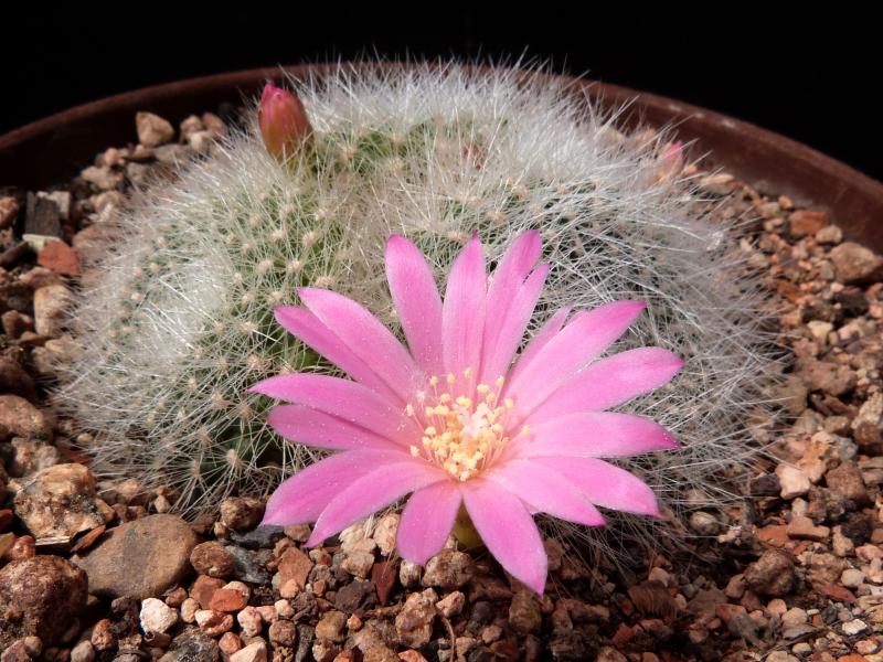 Flower of mother plant