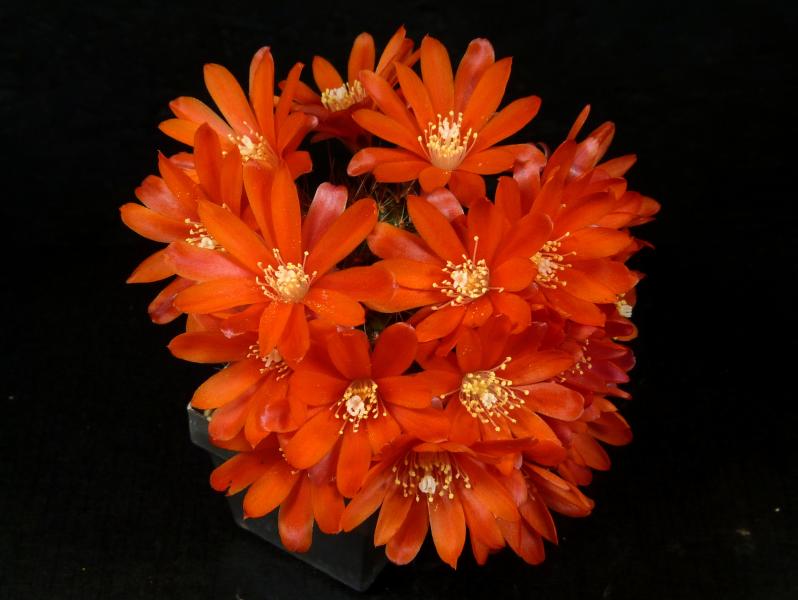 Flower of mother plant
