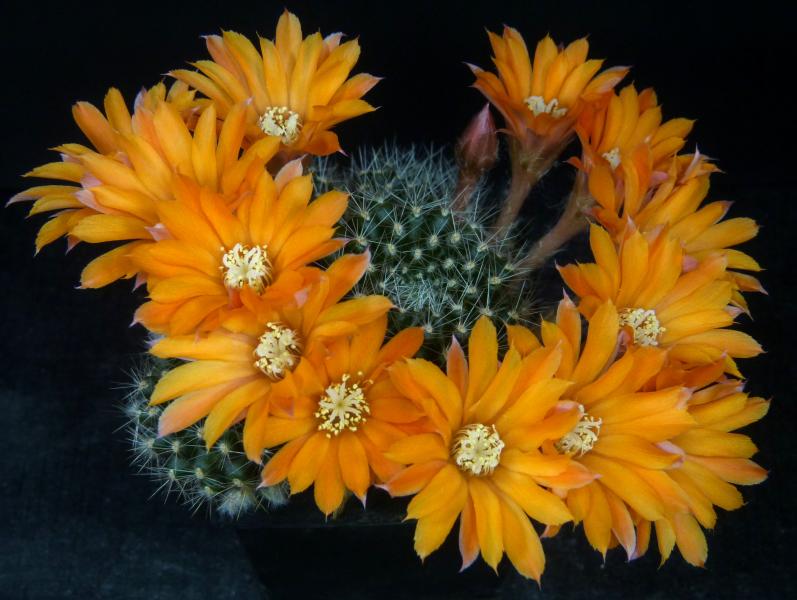 Mother plant