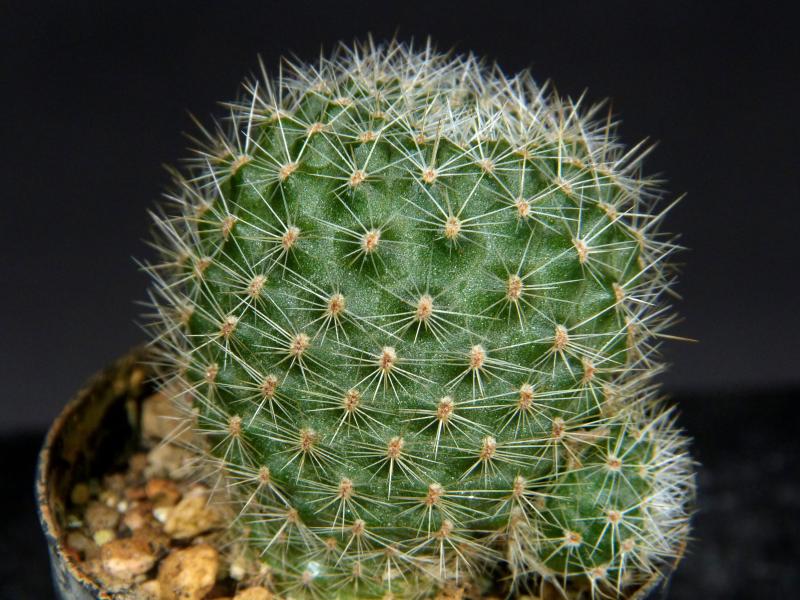 Sales plant (sample)