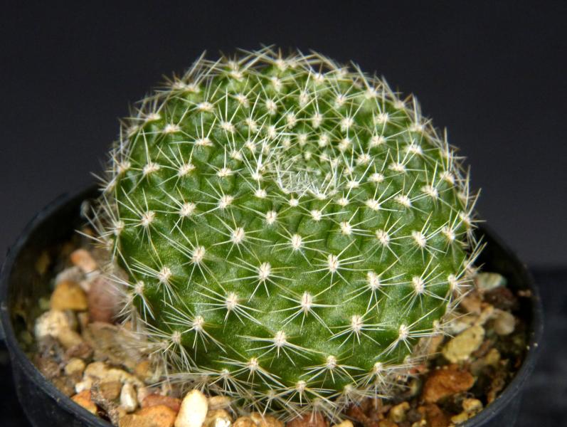 Sales plant (sample)