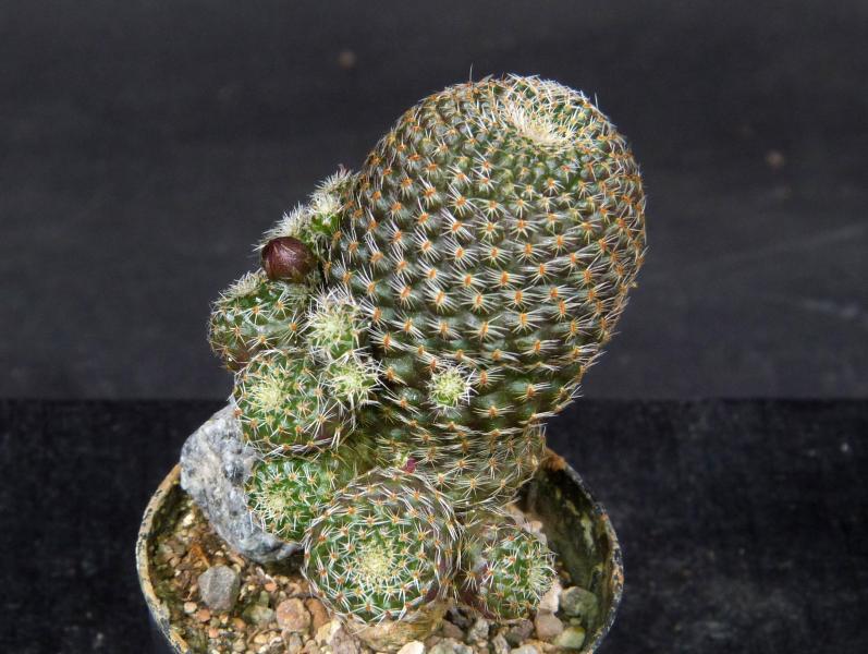 Sales plant (sample)