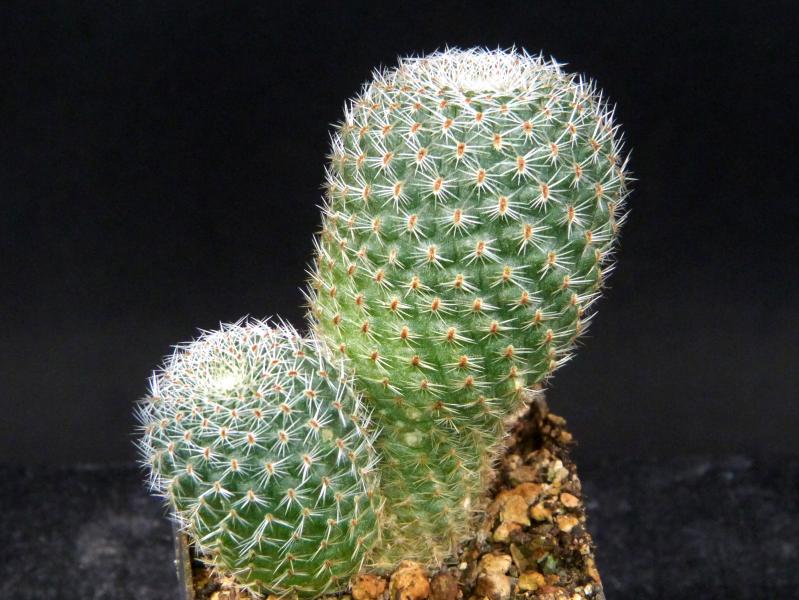 Sales plant (sample)