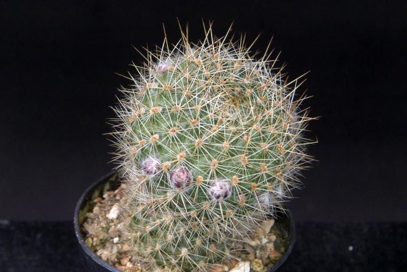 Sales plant (sample)