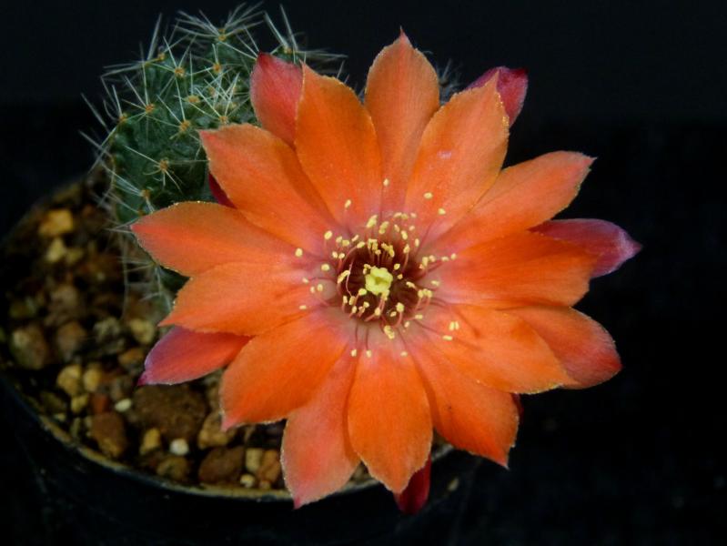 Flower of mother plant