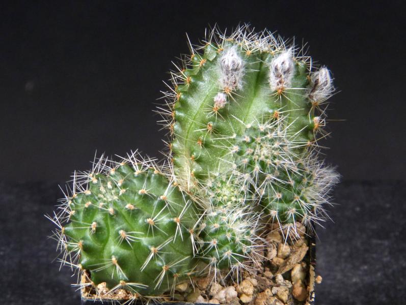 Plant for sale on April 21, 2025