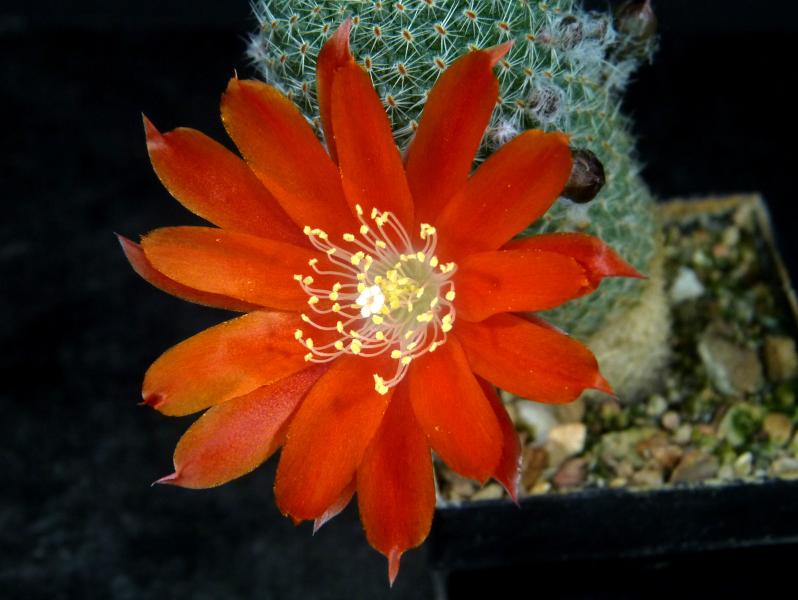 Motherplant with flowers