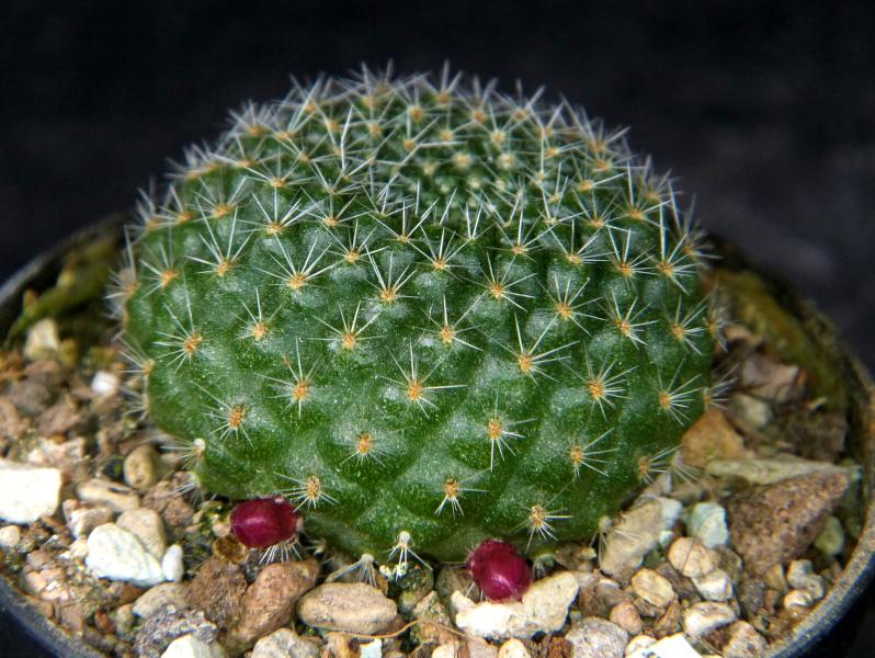 Sales plant (sample)