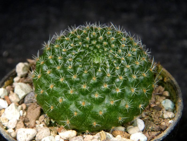 Verkaufspflanze (Beispiel)