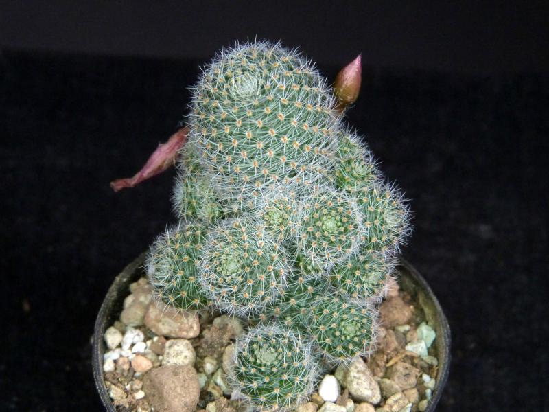 Sample of sales plant