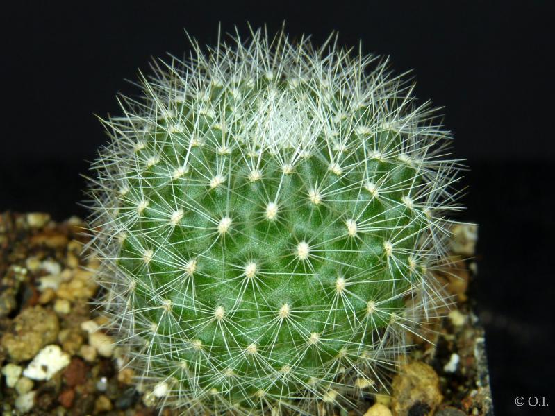 Sales plant (sample)