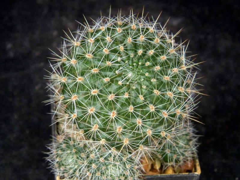 Sales plant (sample)