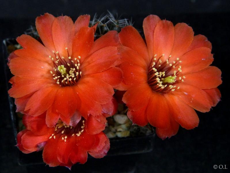 Flowers of mother plant