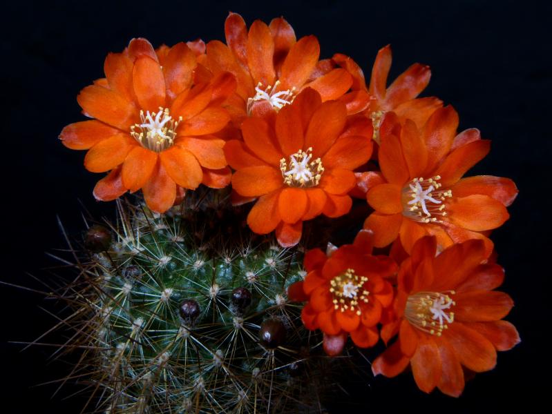 Mother plant