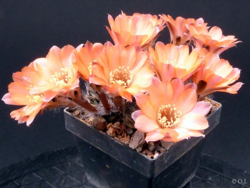 Flowers of mother plant
