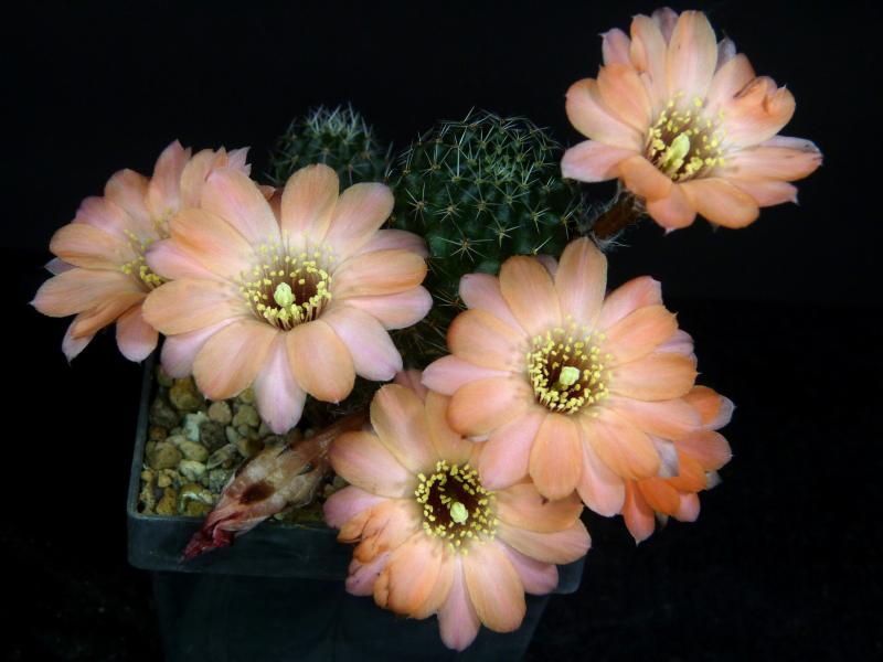 Mutterpflanze mit Blüten