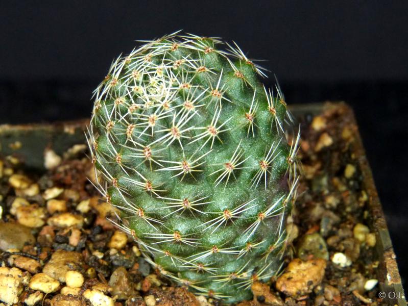Sales plant (sample)