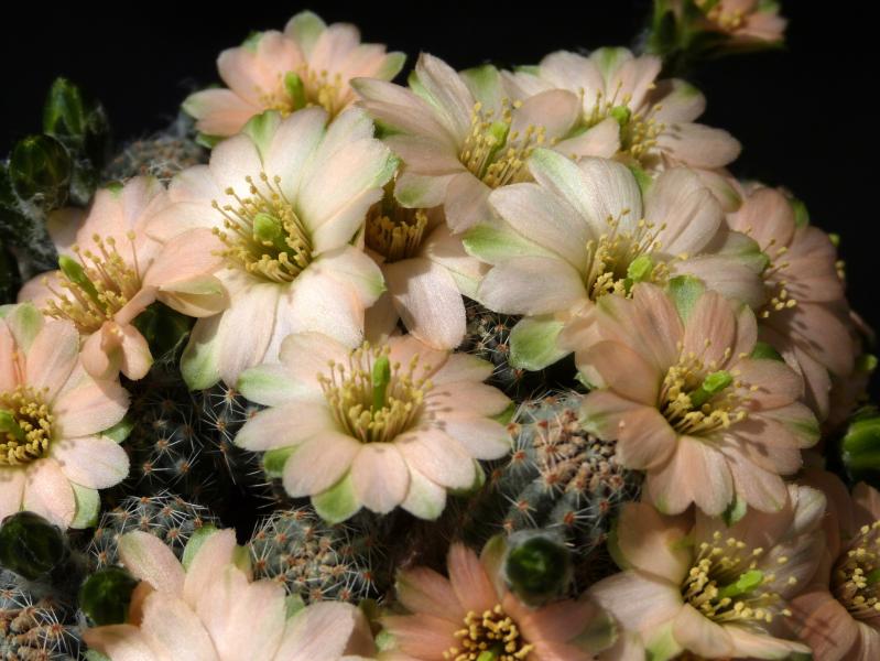 Mother plant with flowers