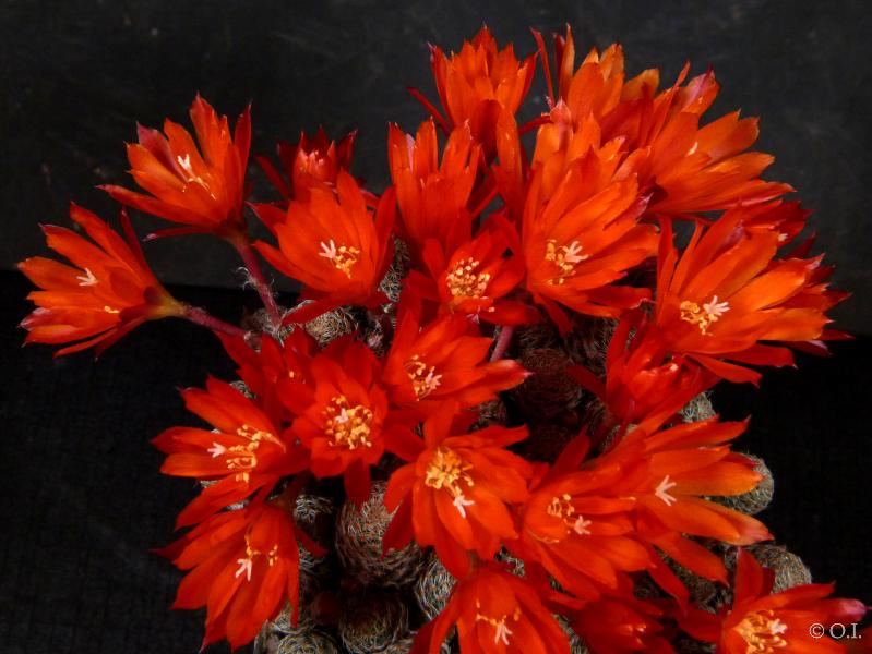 Flowers of motherplant