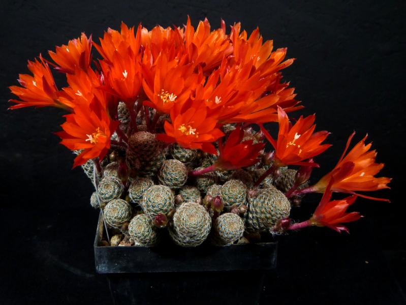 Motherplant with flowers