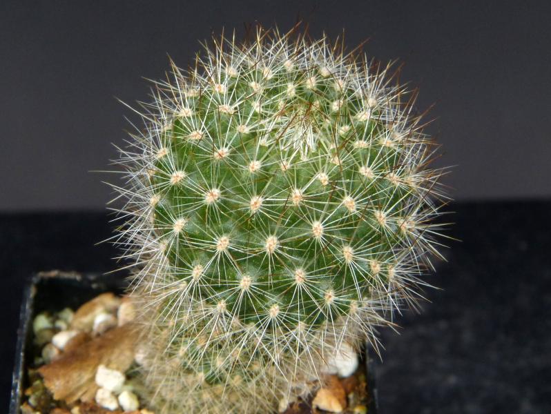 Sales plant (sample)