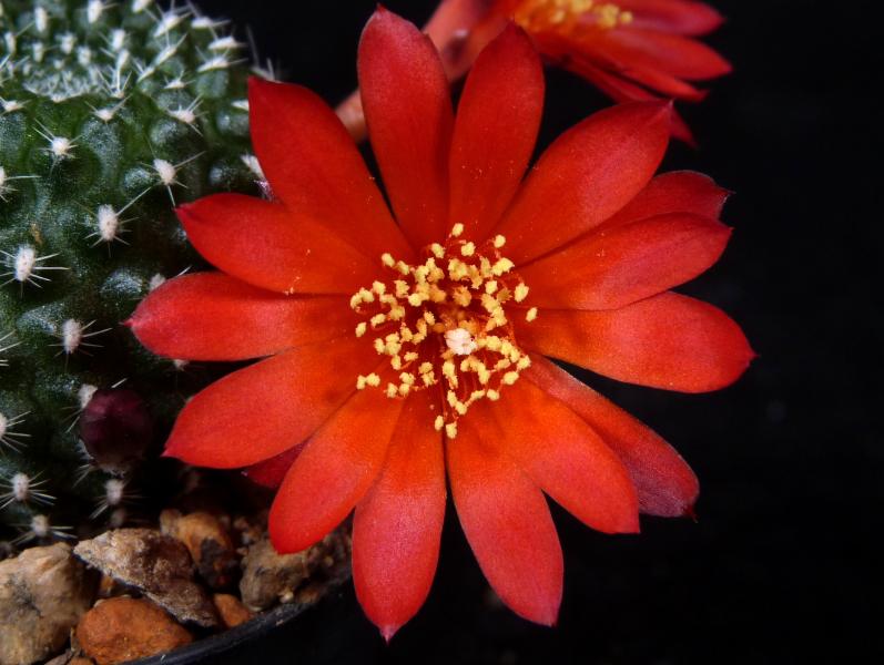 Blüte der Mutterpflanze