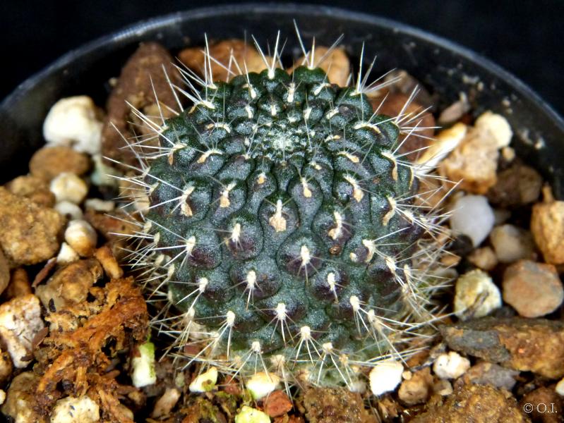 Sales plant (sample)