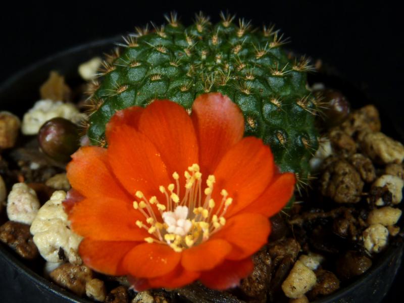 Flower of mother plant
