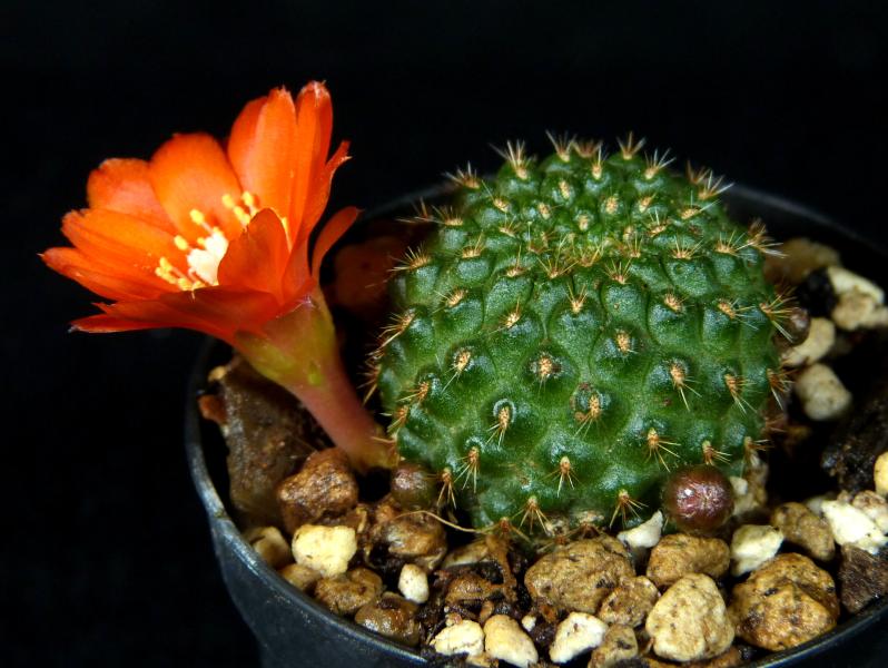 Flower of Mother plant