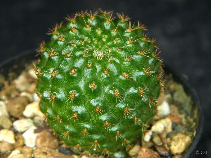 Sales plant (sample)