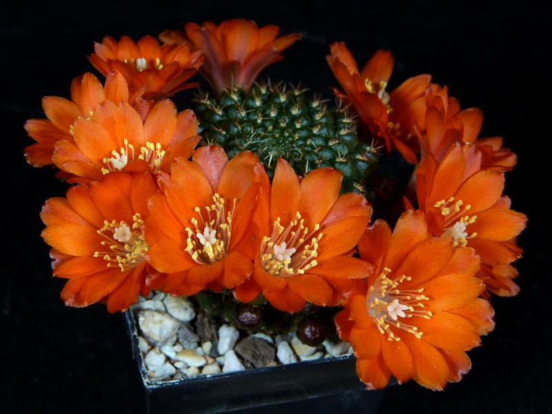 Flowers of mother plant