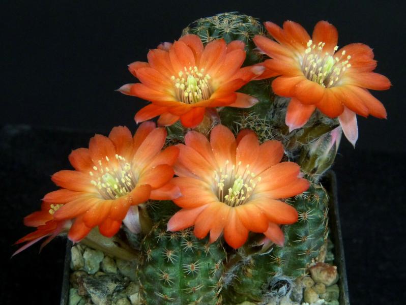 Motherplant with flowers