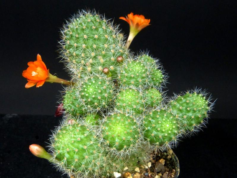 Sample of sales plant