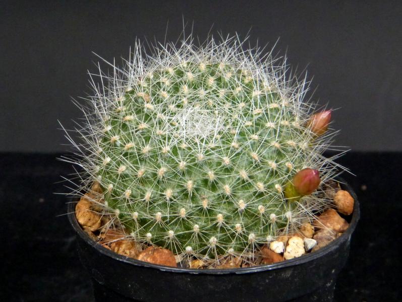 Sales plant (sample)