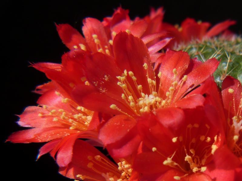 Flowers of mother plant