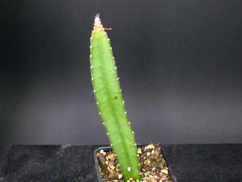 Selenicereus Hybride