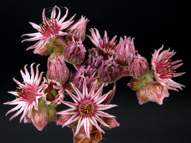 Blüten