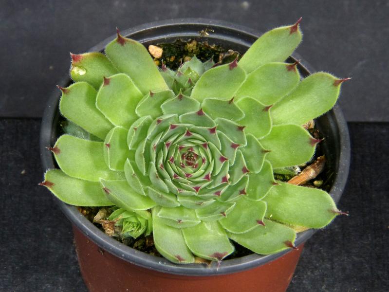 Sales plant (sample)